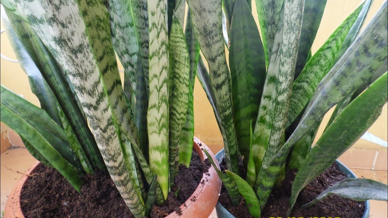 Paşa kılıcı ya da peygamber kılıcı olarak bilinen