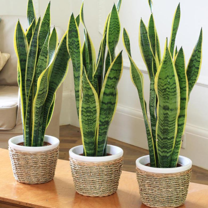 Paşa kılıcı ya da peygamber kılıcı olarak bilinen