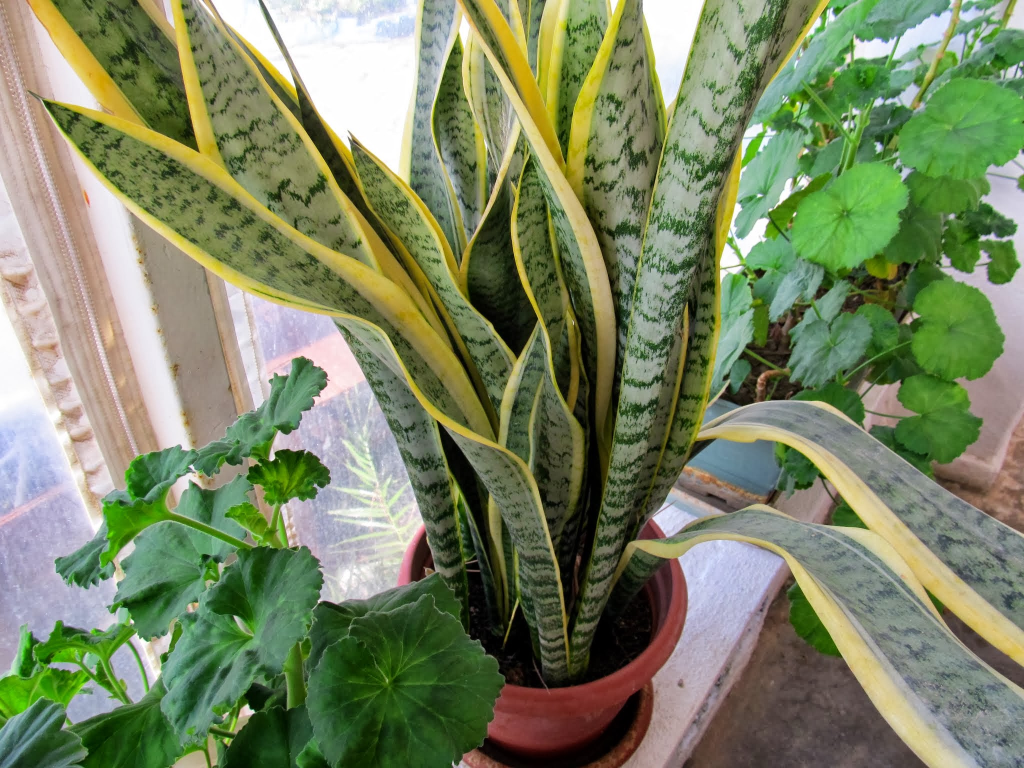 Paşa kılıcı ya da peygamber kılıcı olarak bilinen