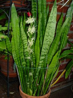 Paşa kılıcı ya da peygamber kılıcı olarak bilinen