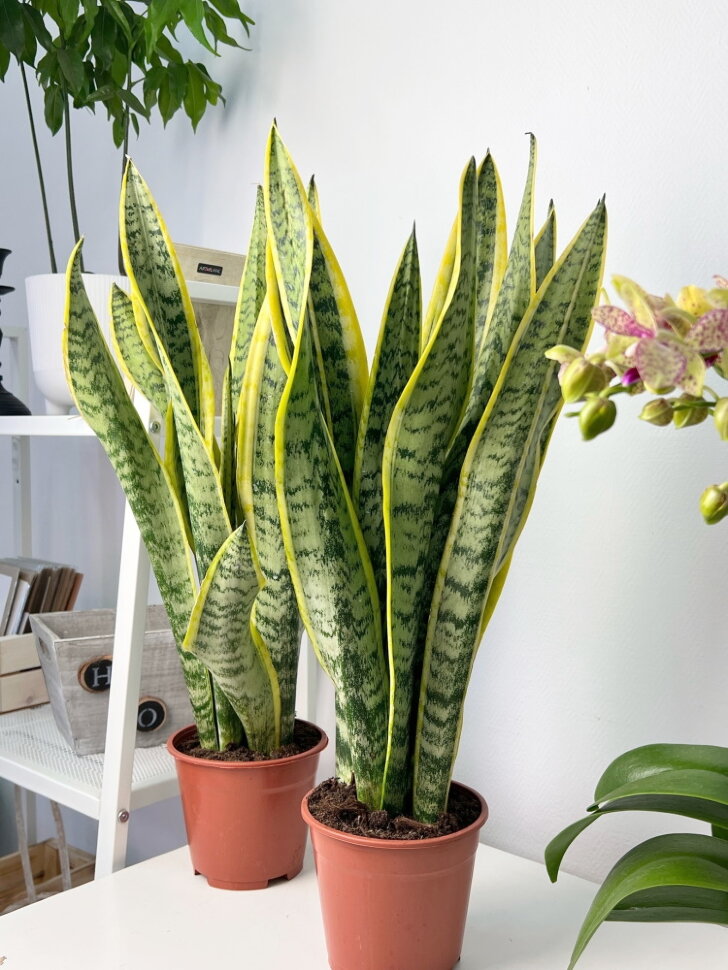 Paşa kılıcı ya da peygamber kılıcı olarak bilinen