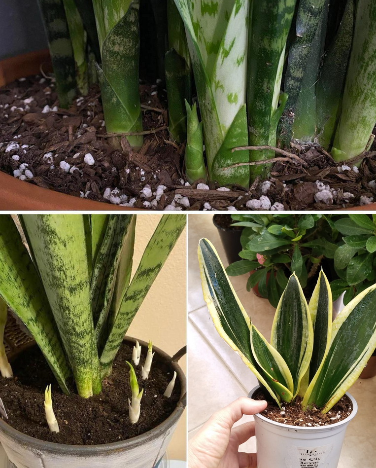 Paşa kılıcı ya da peygamber kılıcı olarak bilinen