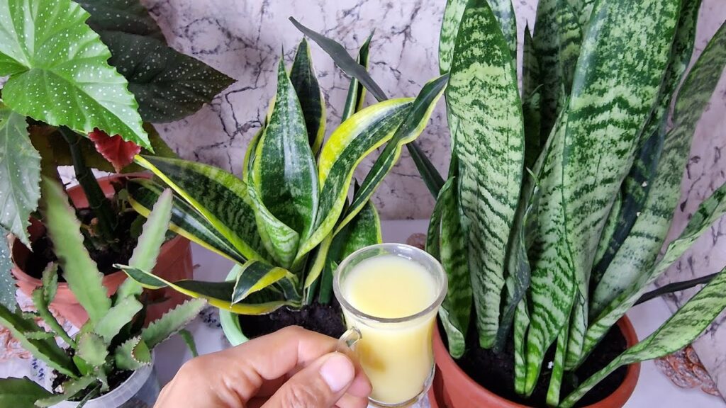 Bir Bardak Verdim, Çiçeğim Coştu! Evde Doğal Gübre Tarifi