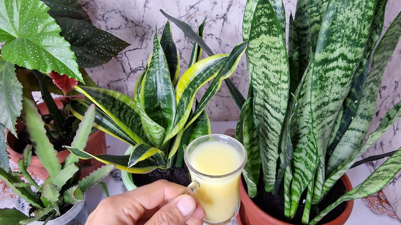 Bir Bardak Verdim, Çiçeğim Coştu! Evde Doğal Gübre Tarifi