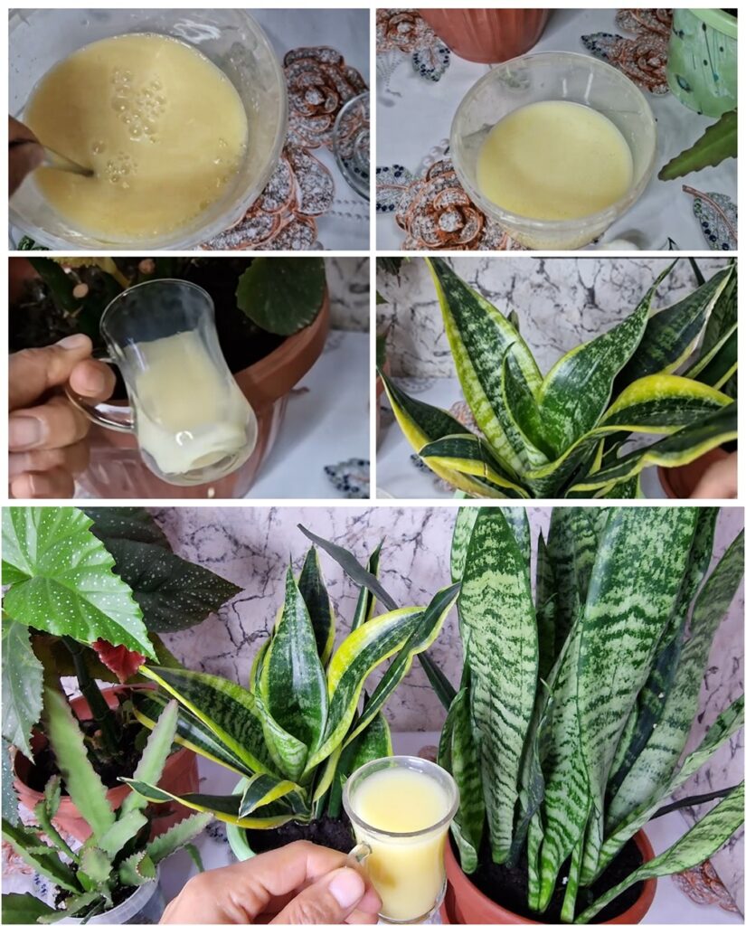 Bir Bardak Verdim, Çiçeğim Coştu! Evde Doğal Gübre Tarifi