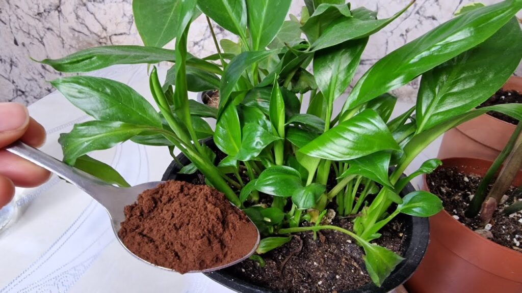 Bir Kaşık Verin Coşmayan Çiçekleriniz Canlansın