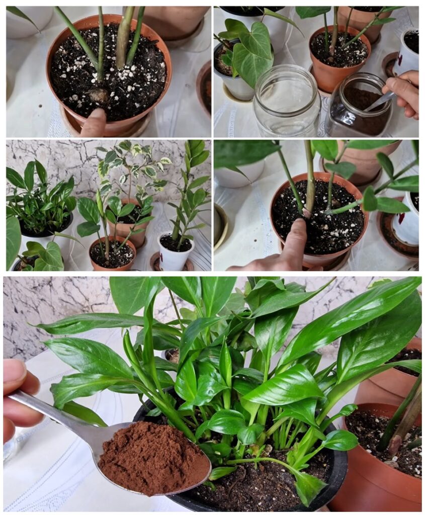 Bir Kaşık Verin Coşmayan Çiçekleriniz Canlansın