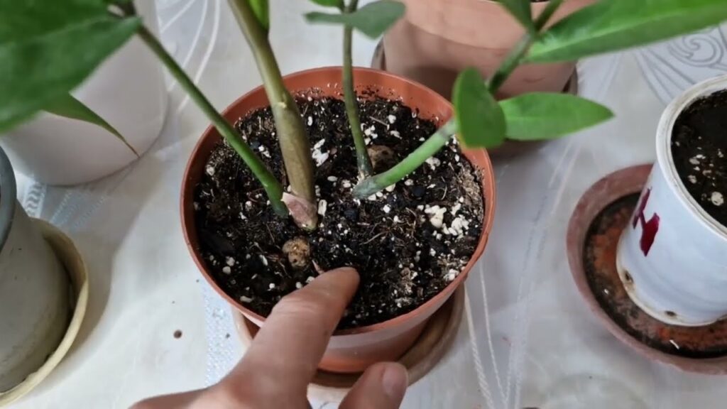 Bir Kaşık Verin Coşmayan Çiçekleriniz Canlansın