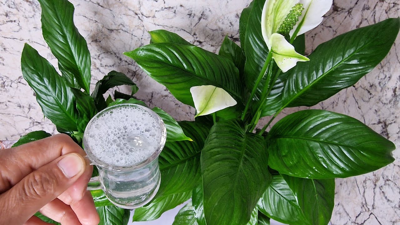 Barış Çiçeği Coşturan Doğal Karışım Tarifi