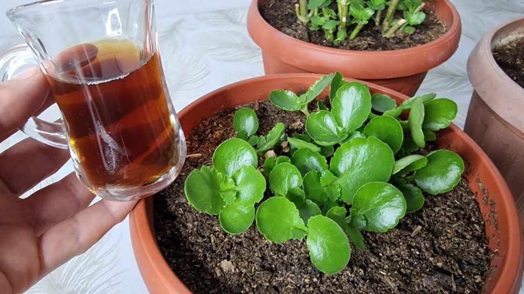 Şok Oldum Kalanchoe Bol Bol Filizlendi Bir Bardak Verin Çiçeklerniz Canlansın