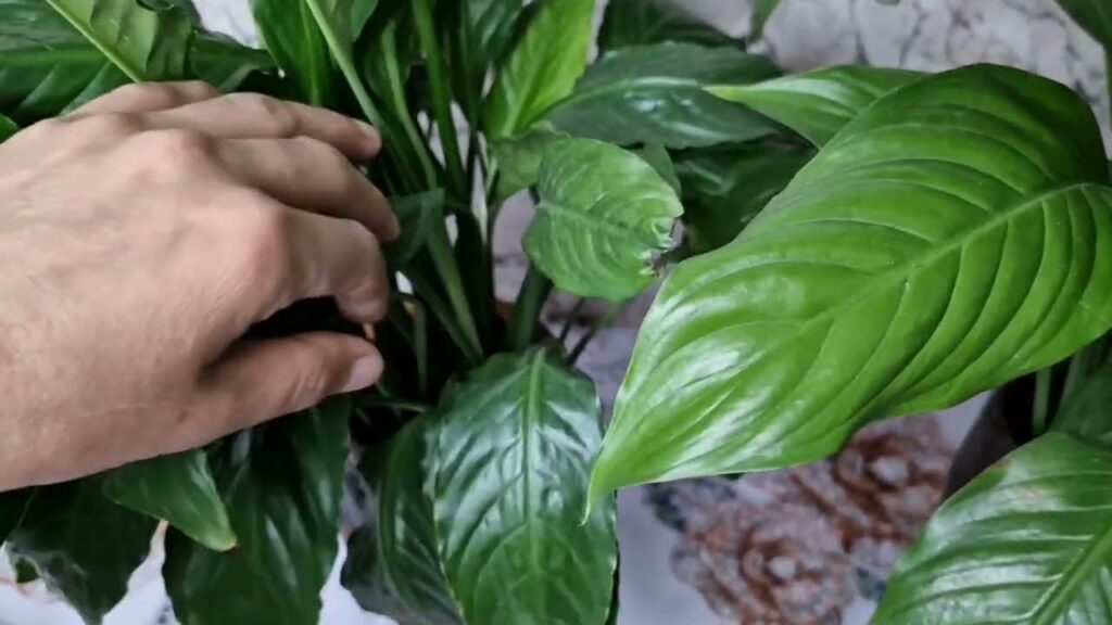 Barış Çiçeği Coşturan Doğal Karışım Tarifi