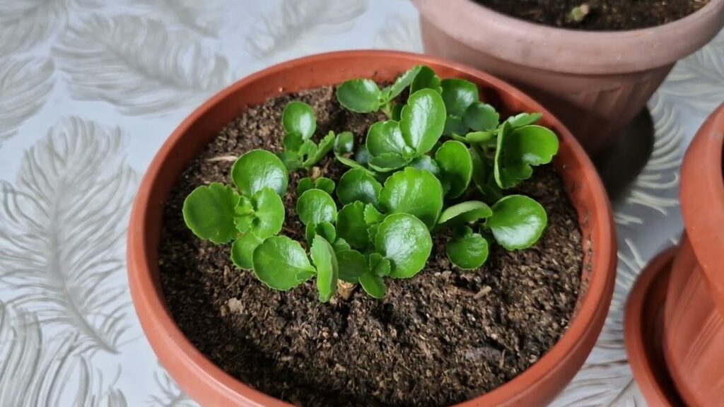 Şok Oldum Kalanchoe Bol Bol Filizlendi Bir Bardak Verin Çiçeklerniz Canlansın