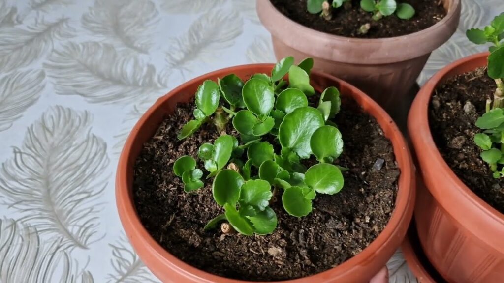 Şok Oldum Kalanchoe Bol Bol Filizlendi Bir Bardak Verin Çiçeklerniz Canlansın