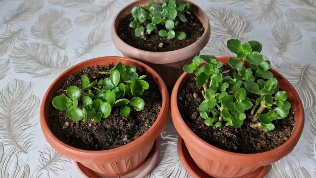 Şok Oldum Kalanchoe Bol Bol Filizlendi Bir Bardak Verin Çiçeklerniz Canlansın