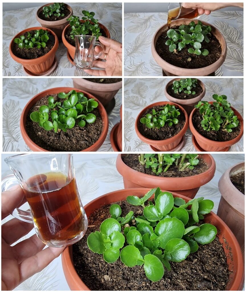 Şok Oldum Kalanchoe Bol Bol Filizlendi Bir Bardak Verin Çiçeklerniz Canlansın