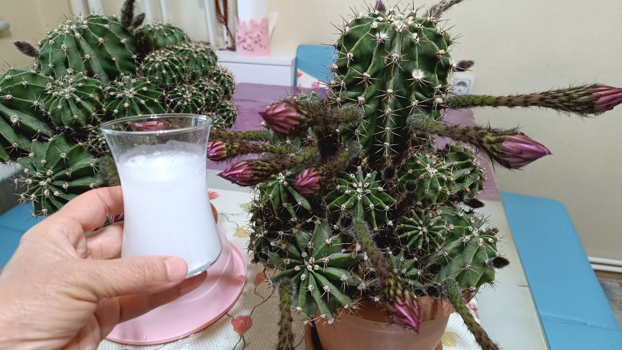 Kaktüsler Hemen Çiçek Açsın İstiyorsanız Bu Kürden Hemen Verin