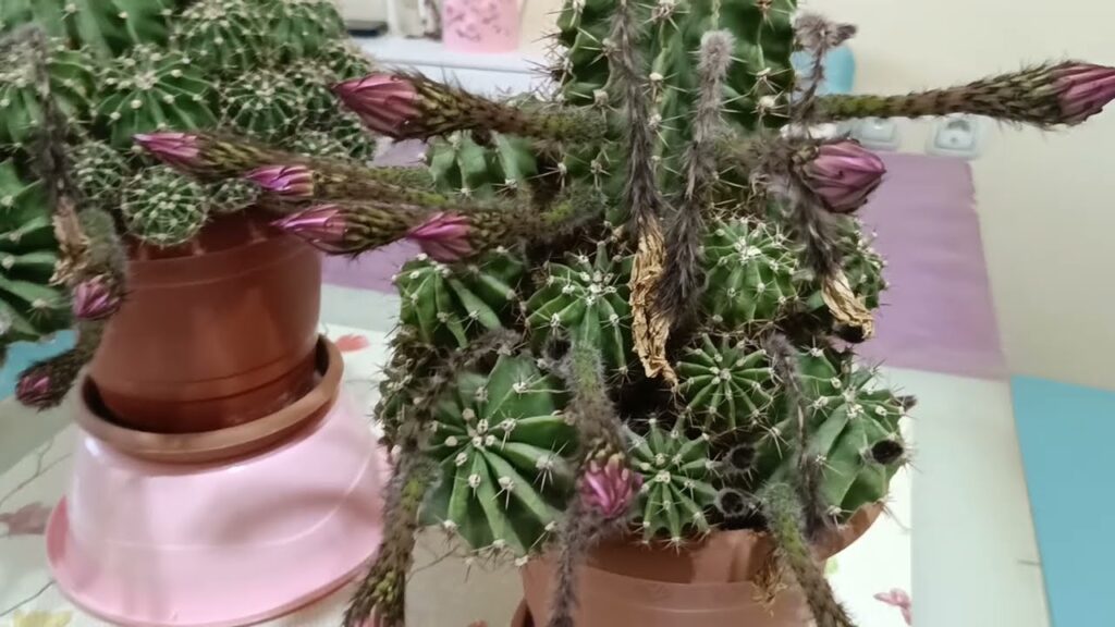 Kaktüsler Hemen Çiçek Açsın İstiyorsanız Bu Kürden Hemen Verin