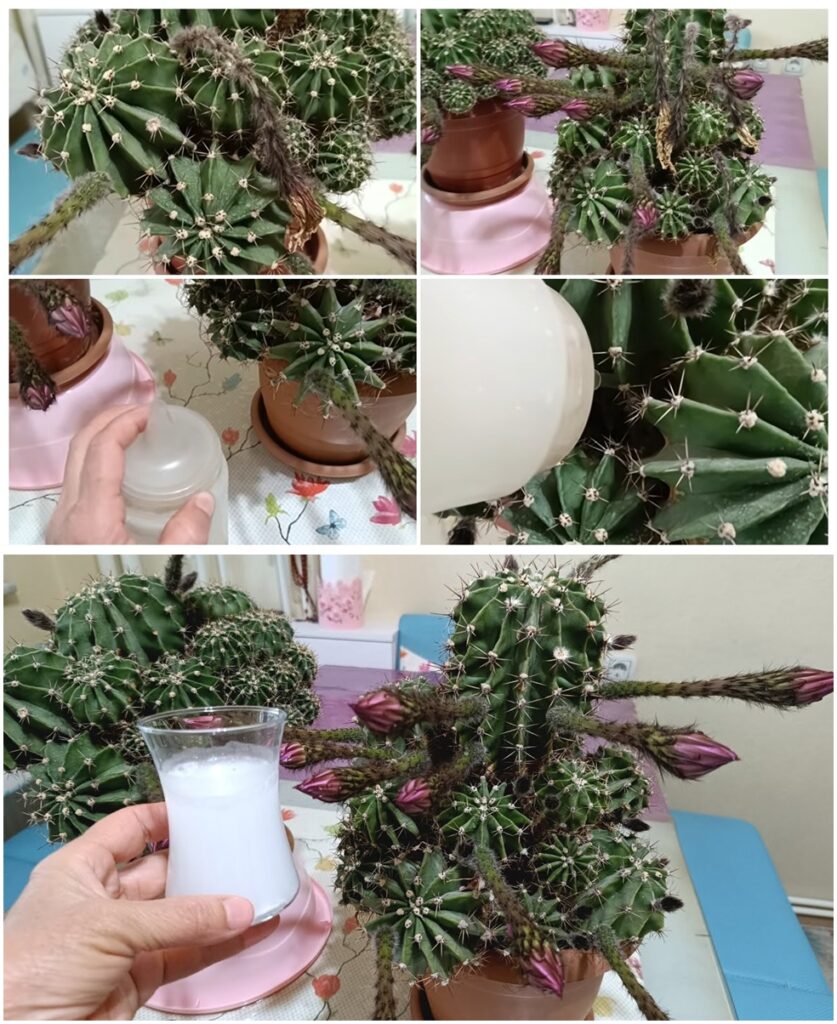 Kaktüsler Hemen Çiçek Açsın İstiyorsanız Bu Kürden Hemen Verin