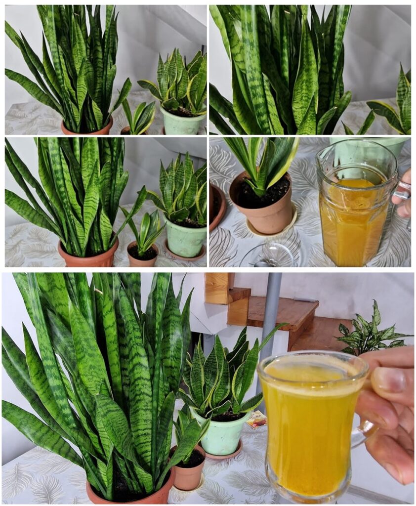 Kılıç Çiçeği Coşturun 1 Bardak Verin Bitkileriniz Canlansın