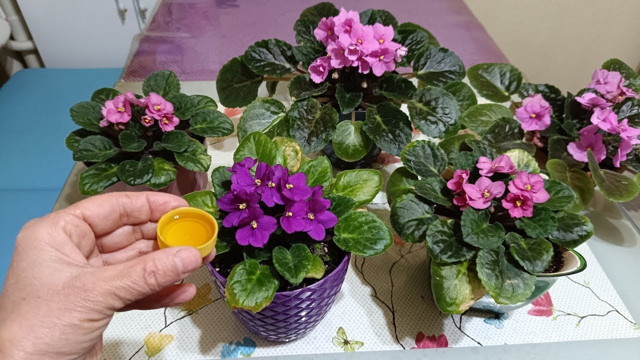 Dikkat Menekşelere Bu Kür Hemen Çiçek Açtırıyor