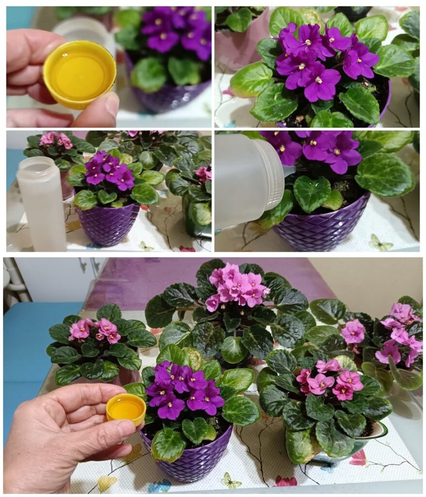 Dikkat Menekşelere Bu Kür Hemen Çiçek Açtırıyor