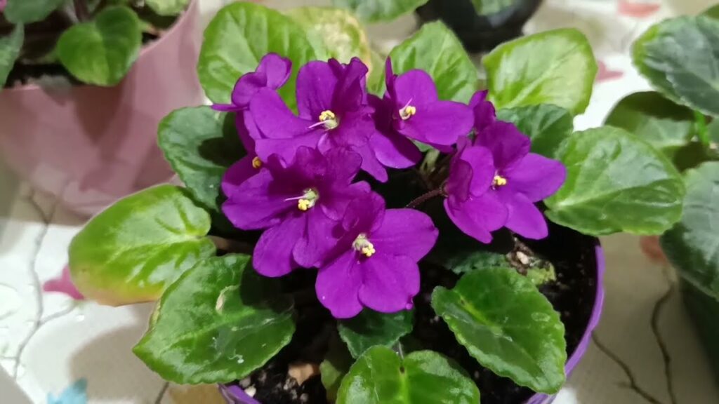 Dikkat Menekşelere Bu Kür Hemen Çiçek Açtırıyor