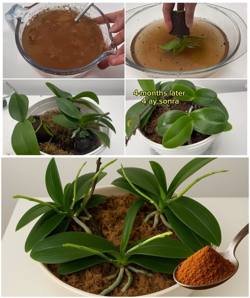 Sadece üstüne serpin Aniden çiçeksiz orkideler çılgınca çicek açar