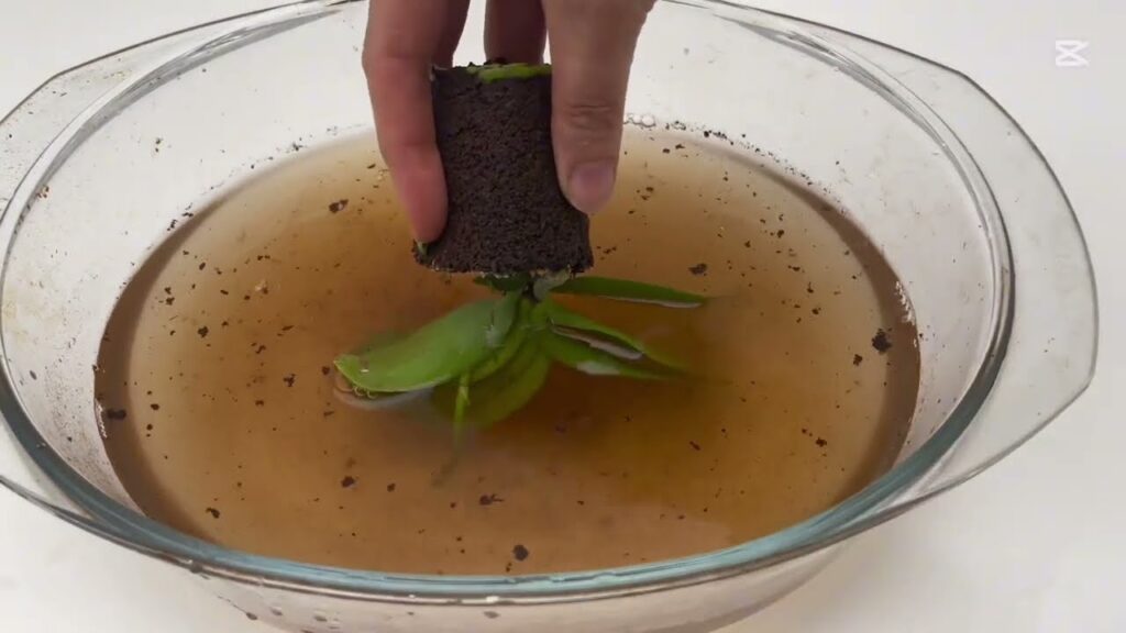 Sadece üstüne serpin Aniden çiçeksiz orkideler çılgınca çicek açar