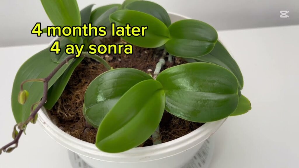 Sadece üstüne serpin Aniden çiçeksiz orkideler çılgınca çicek açar