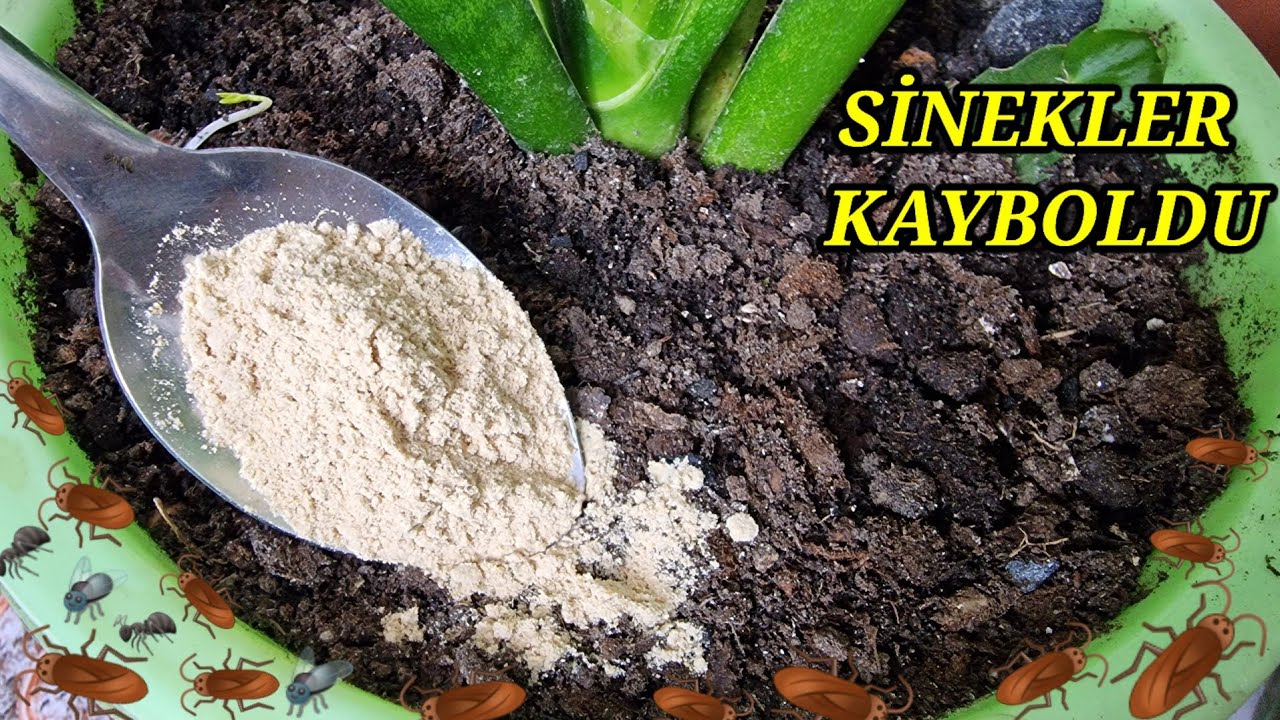 Sineklere Son Topraktaki Sinekler Kayboldu Bir Kaşık Serpiştirin