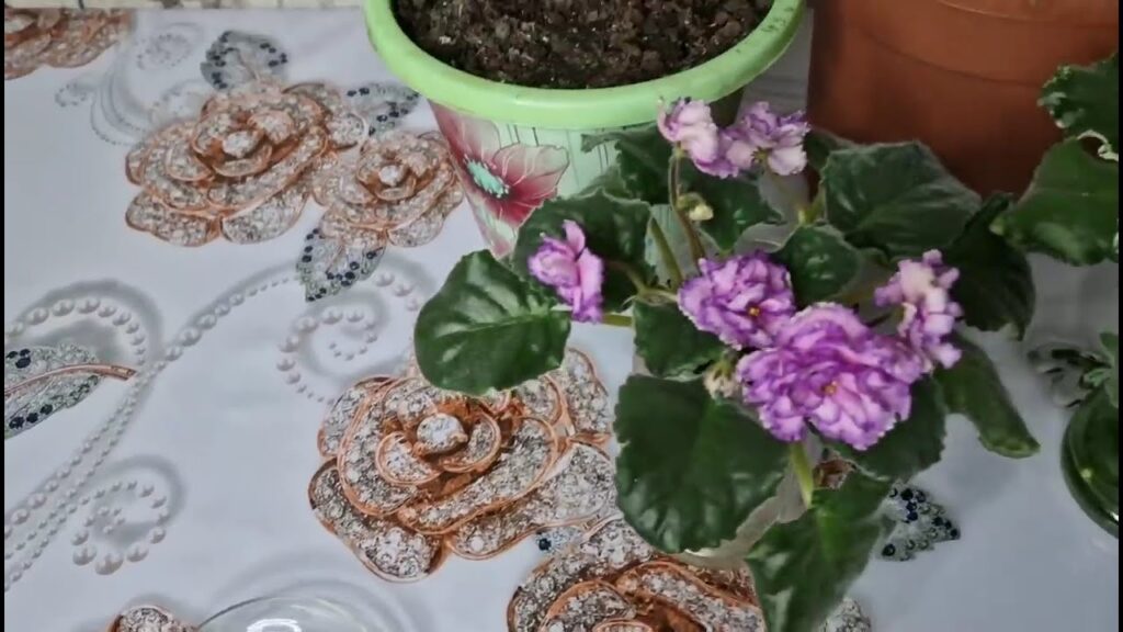 Sineklere Son Topraktaki Sinekler Kayboldu Bir Kaşık Serpiştirin