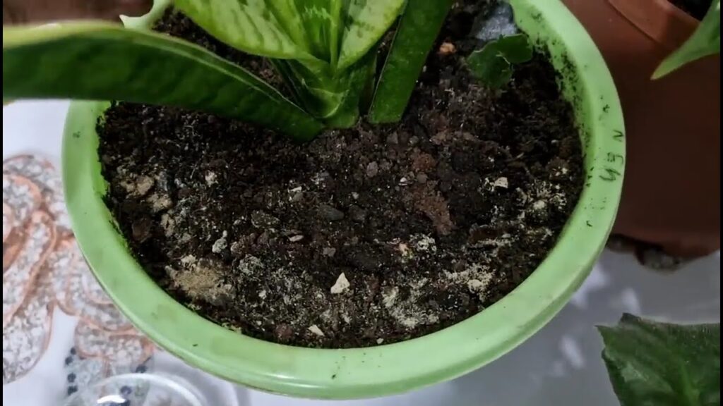 Sineklere Son Topraktaki Sinekler Kayboldu Bir Kaşık Serpiştirin