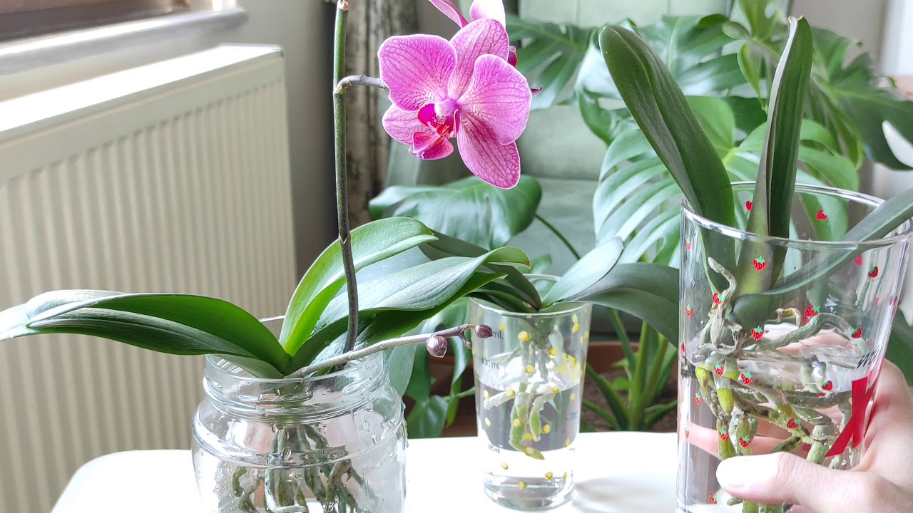 Su Kültüründe Orkide Besleme Rehberi