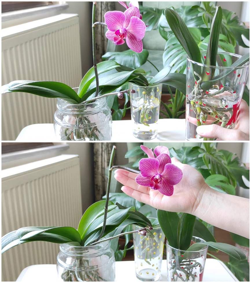 Su Kültüründe Orkide Besleme Rehberi