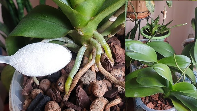 Orkideleri bu madde ile sularsanız 10 kat daha çok çiçek açar.