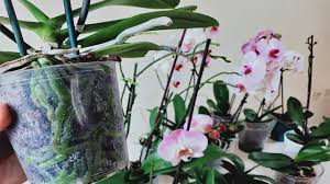 Orkideleri bu madde ile sularsanız 10 kat daha çok çiçek açar.