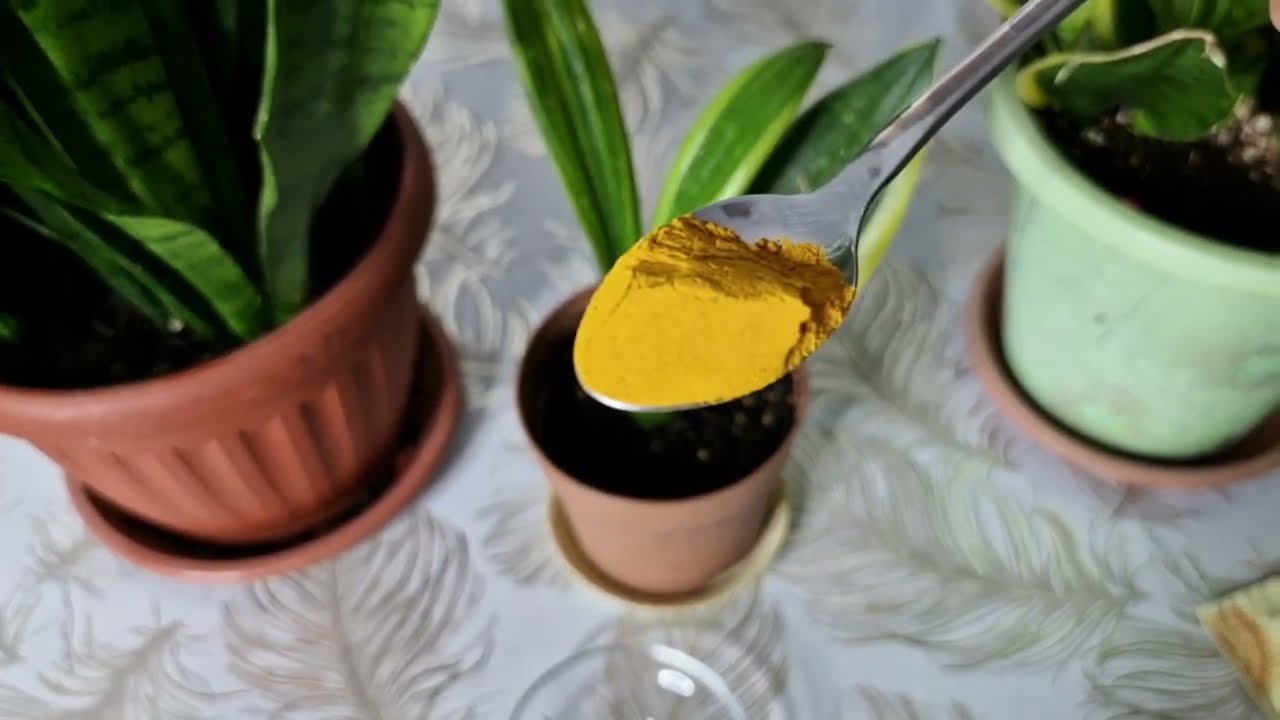 Kılıç Çiçeğini Coşturun