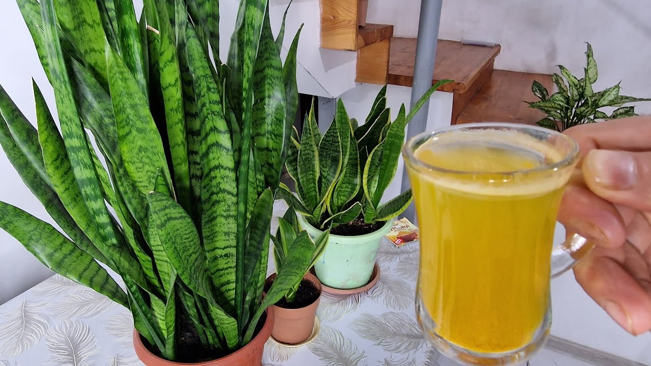 Kılıç Çiçeğini Coşturun