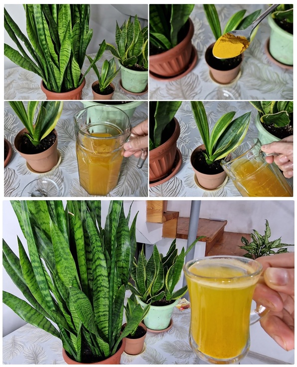 Kılıç Çiçeğini Coşturun