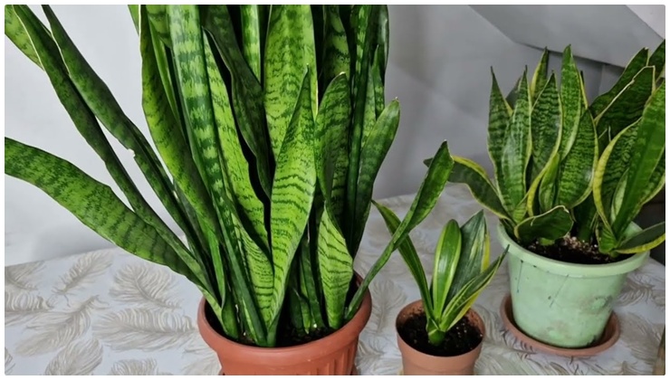 Kılıç Çiçeğini Coşturun