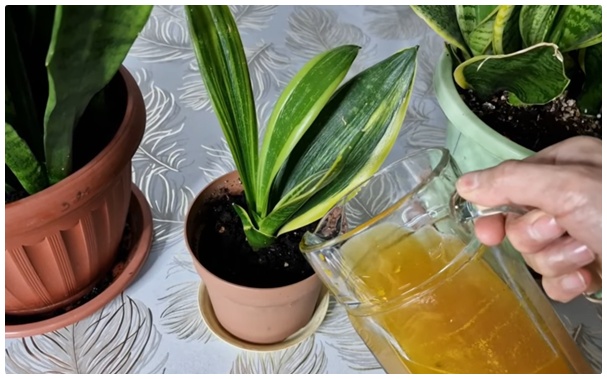 Kılıç Çiçeğini Coşturun