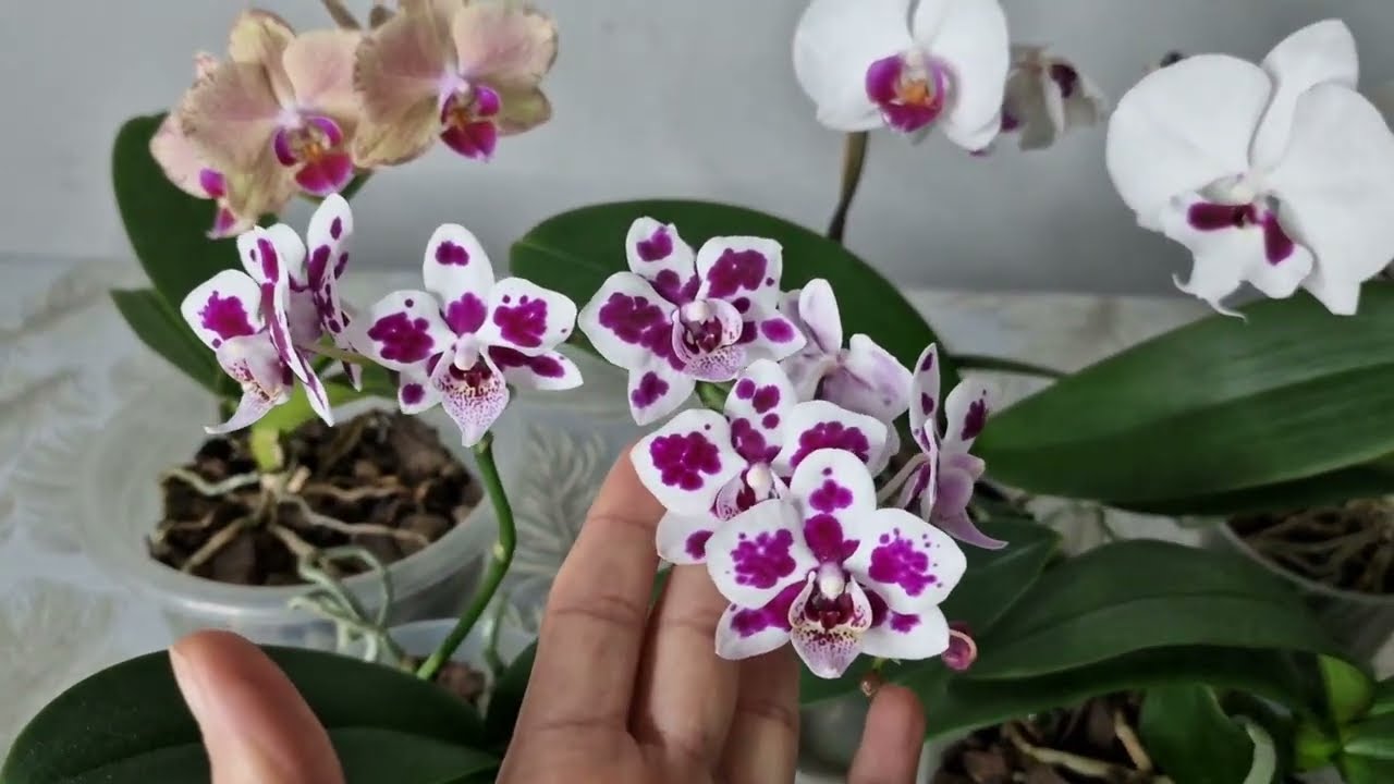 Orkide Çıldırdı Bir Kaşık Verdim, Günlerce Çiçek Açtı