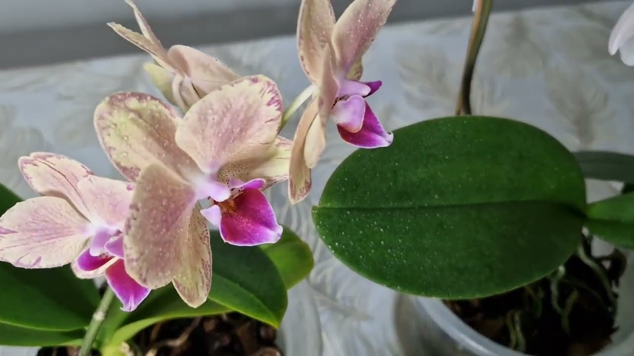 Orkide Çıldırdı Bir Kaşık Verdim, Günlerce Çiçek Açtı