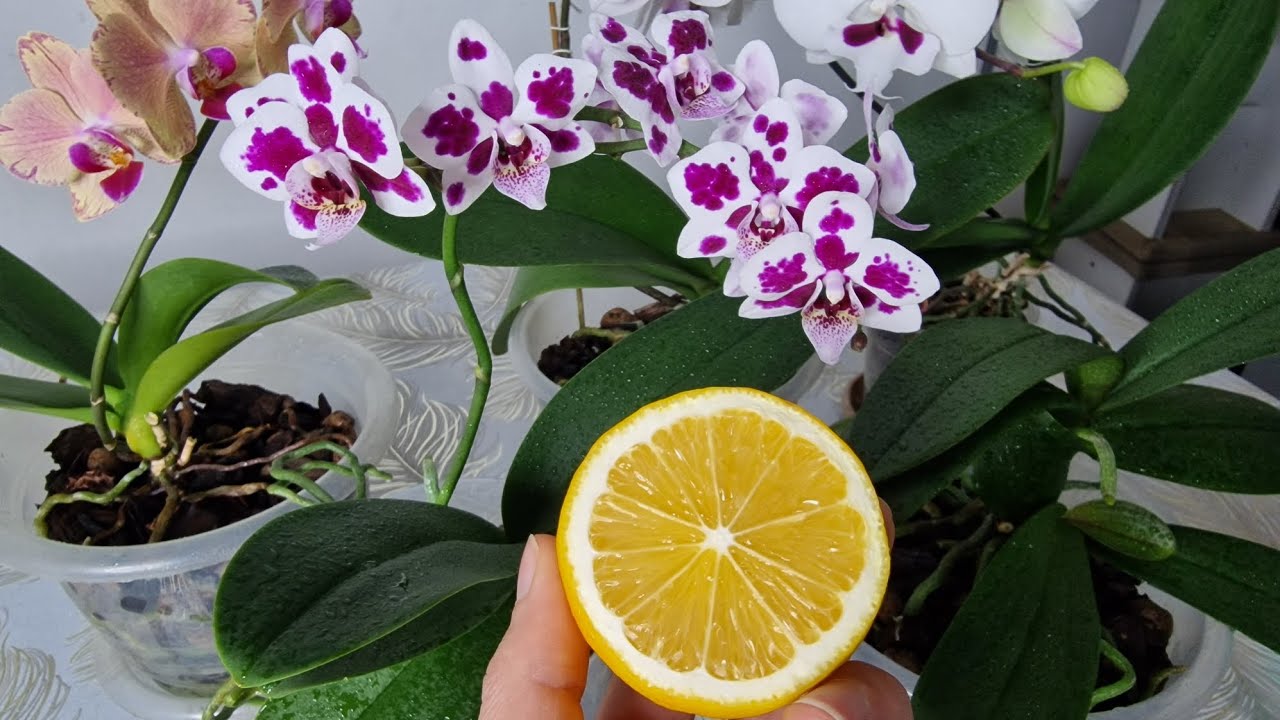 Orkide Çıldırdı Bir Kaşık Verdim, Günlerce Çiçek Açtı