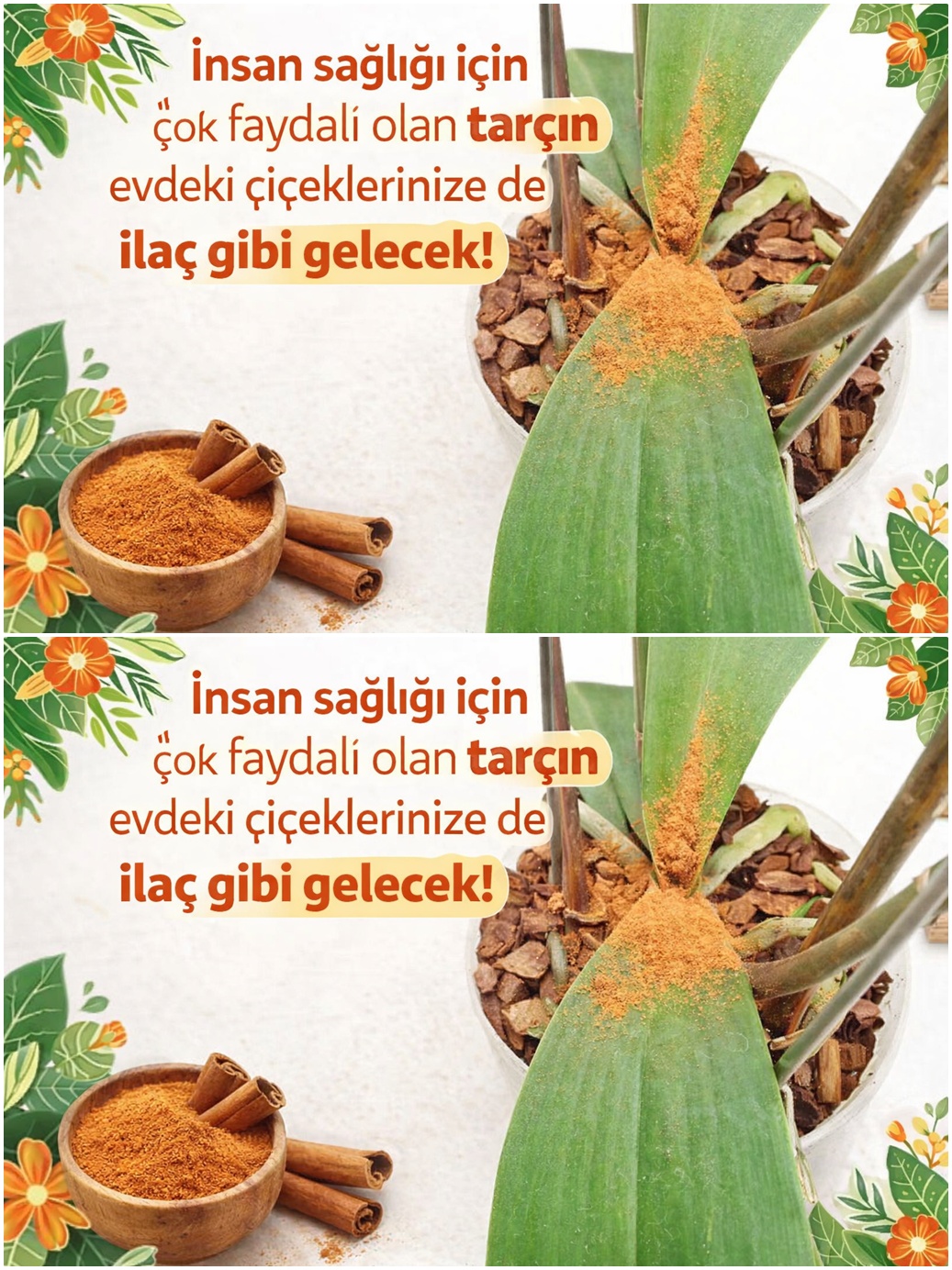Çiçeklerinizi tarçın korusun, güzelleştirsin