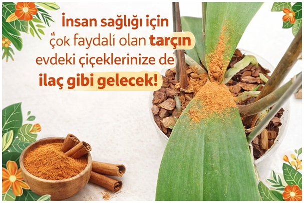Çiçeklerinizi tarçın korusun, güzelleştirsin