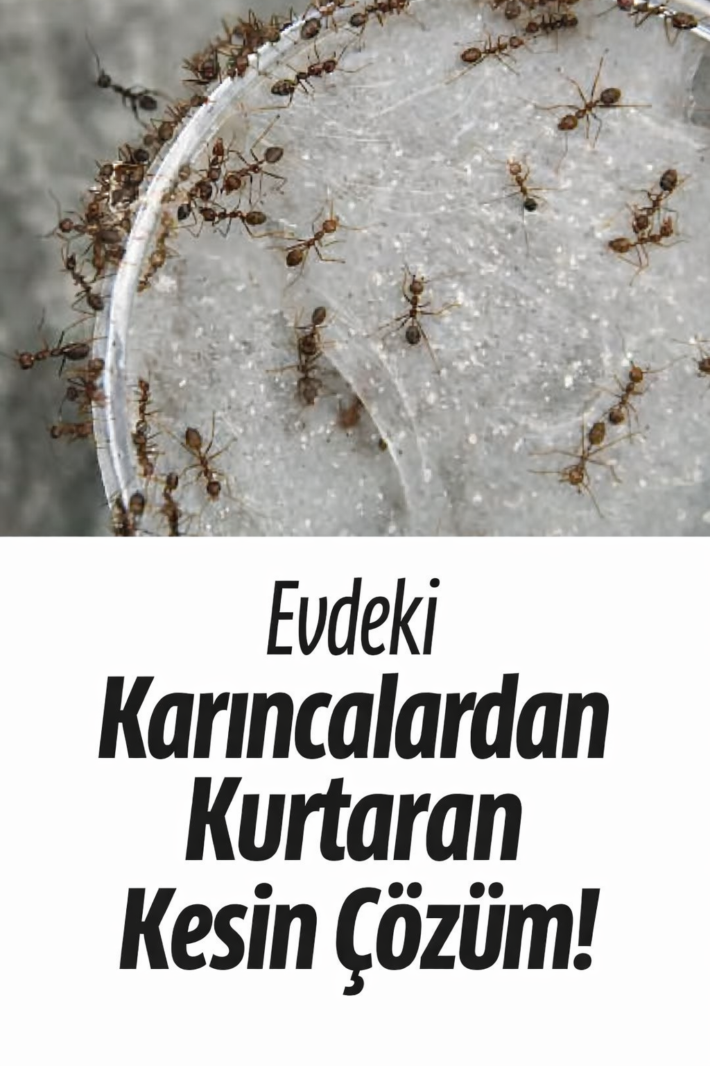 Karıncalardan Doğal Kurtulma Yolları?