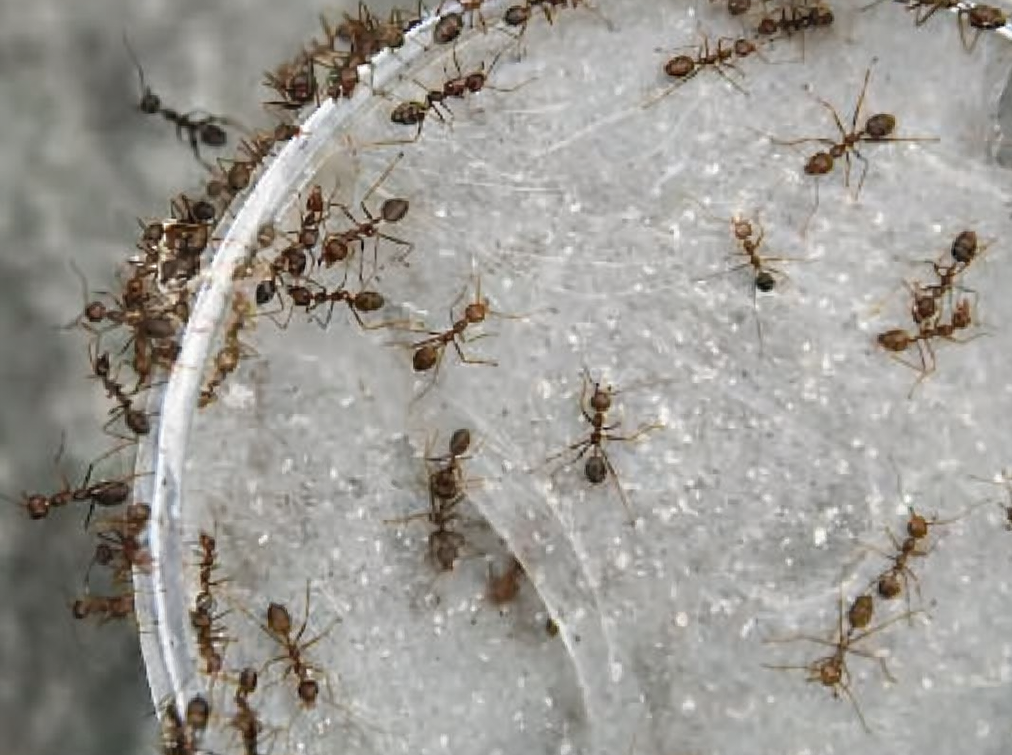 Karıncalardan Doğal Kurtulma Yolları?
