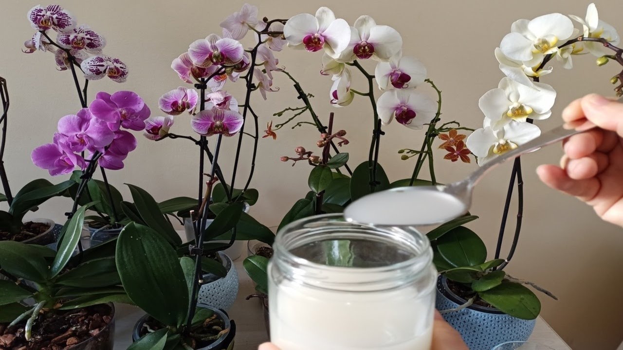 Bir Kaşık Verin Orkideniz Bol Çiçek Açsın