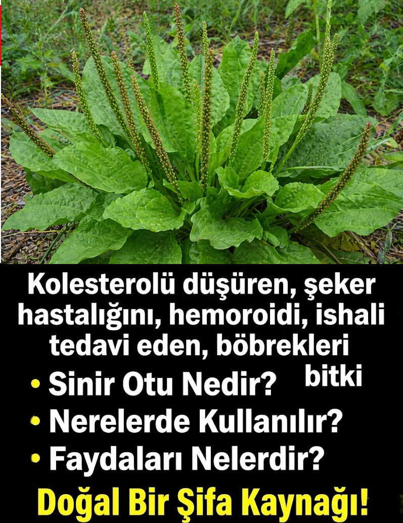 Vücuttaki İltihabı Kurutan Muhteşem Bitki